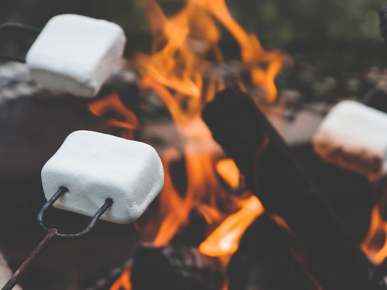marshmallow, marshmallows, campfire-2481460.jpg